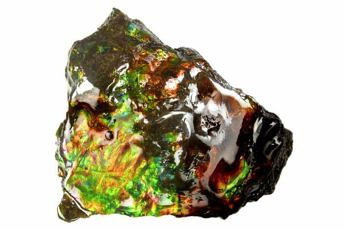 Iridescent Ammolite (Fossil Ammonite Shell) - Rainbow Colored #310336